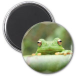 Frog Eyes Magnet