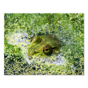 Frog Eyes Photo Print