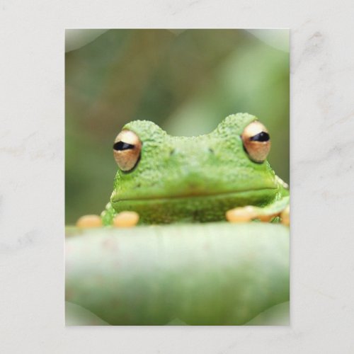 Frog Eyes Postcard