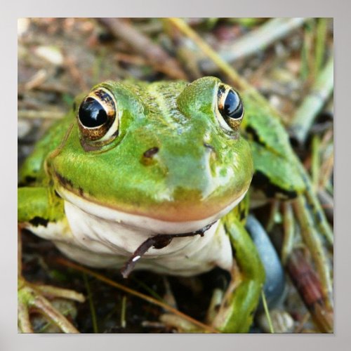 Frog Eyes Poster