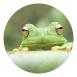 Frog Eyes Sticker