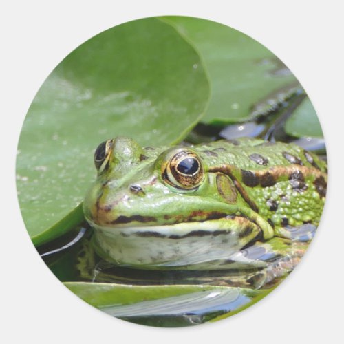 Frog Green Lily Pad Photo Classic Round Sticker