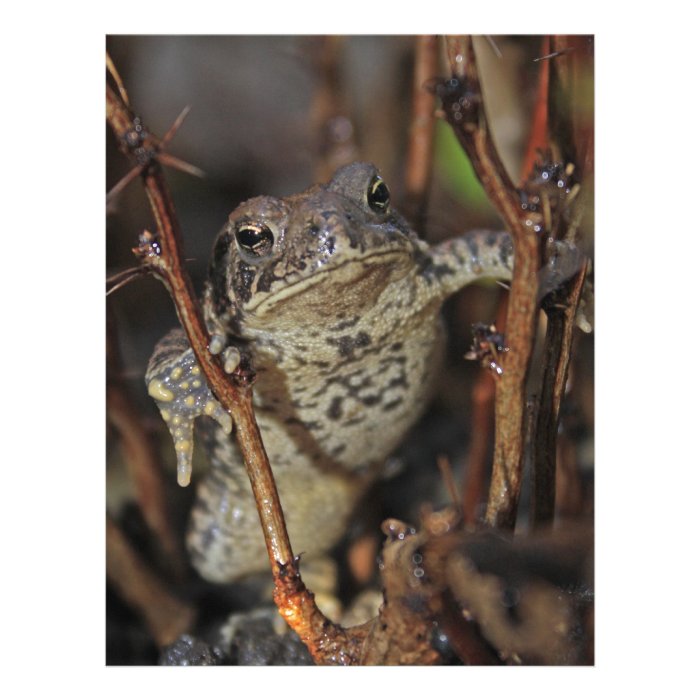 Frog Hanging Around Custom Letterhead