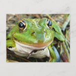 Frog Images Postcard