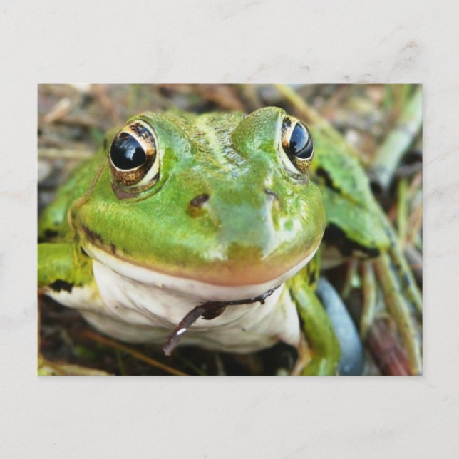 Frog Images Postcard (Front)