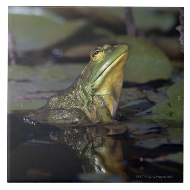 Frog in a pond ceramic tile (Front)