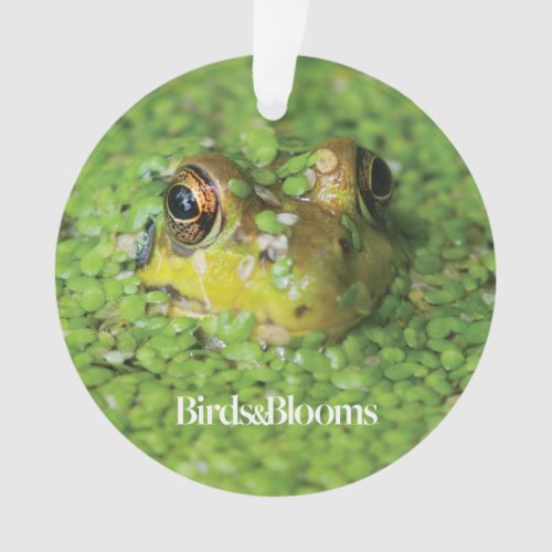 Frog in Green Algae Ornament