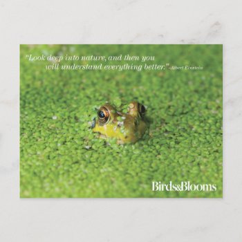 Frog In Green Algae Postcard by birdsandblooms at Zazzle