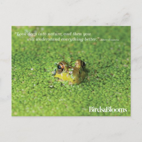 Frog in Green Algae Postcard