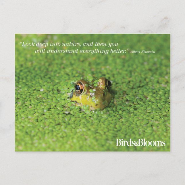 Frog in Green Algae Postcard (Front)
