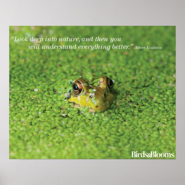 Frog in Green Algae Poster (Front)