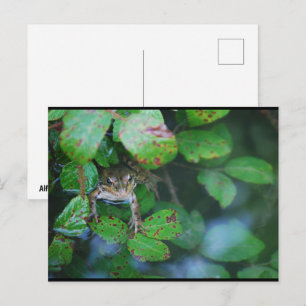 Frog in Leafy Pond Postcard