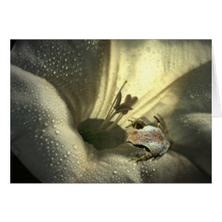 Frog In Moonflower Cards