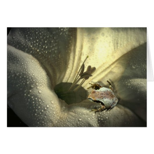 Frog In Moonflower Cards (Front Horizontal)