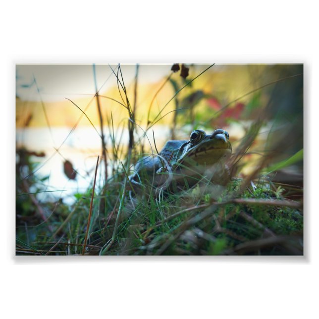 Frog In The Weeds Print (Front)