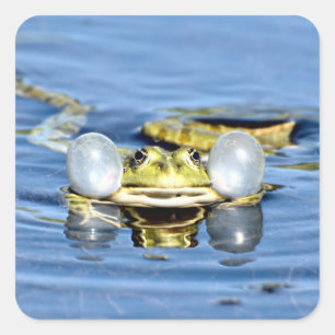 Frog in Water with Air Sacs Square Sticker