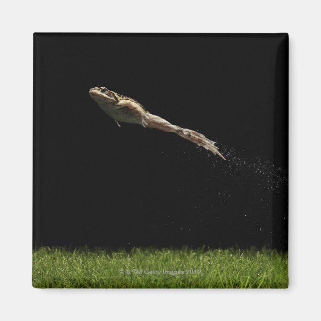 frog leaping off fresh green grass magnet (Front)