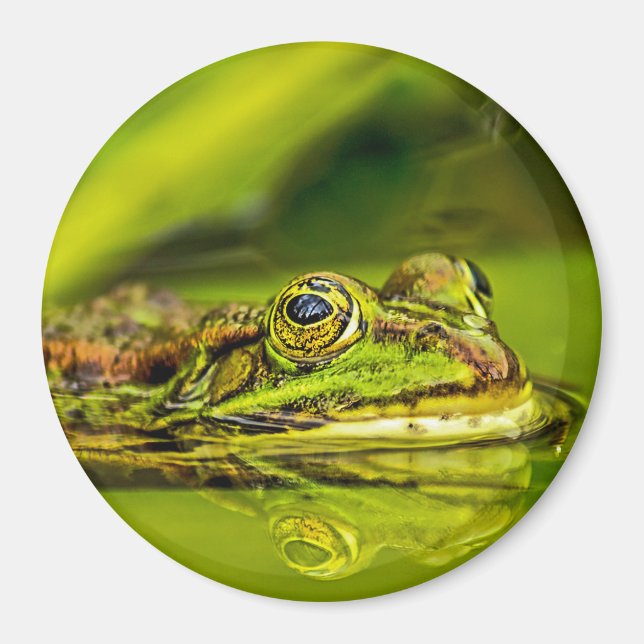 frog magnet (Front)