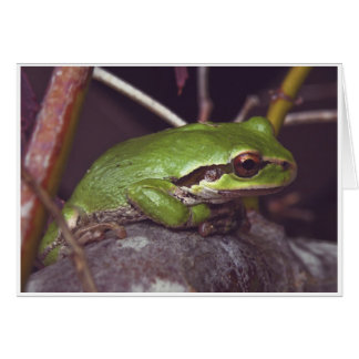 Frog Meditation Cards