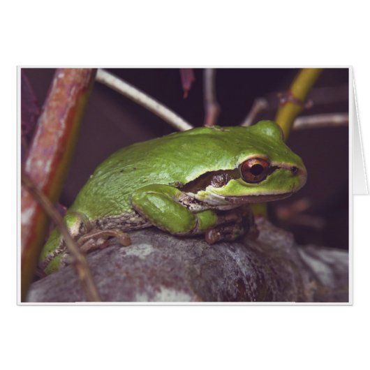 Frog Meditation Cards (Front Horizontal)