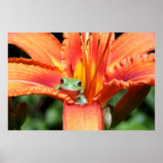 Frog on a Flower Poster
