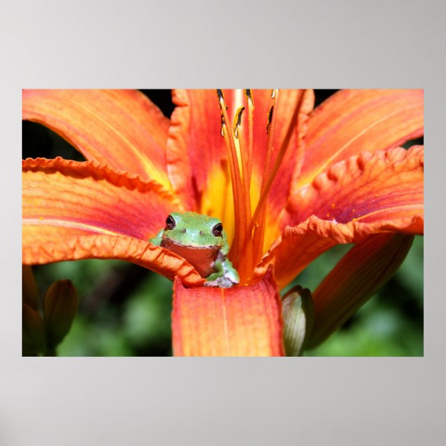 Frog on a Flower Poster (Front)