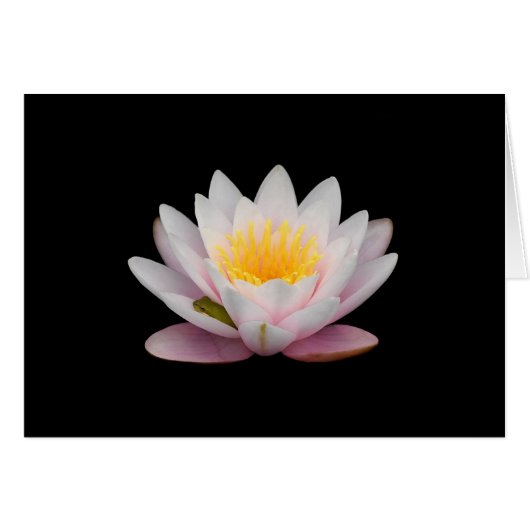 Frog on a Lily Cards (Front Horizontal)