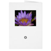 frog on a lily cards (Back)