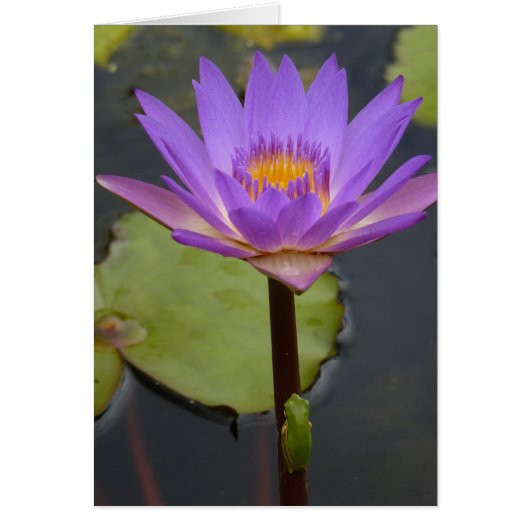 frog on a lily cards (Front)