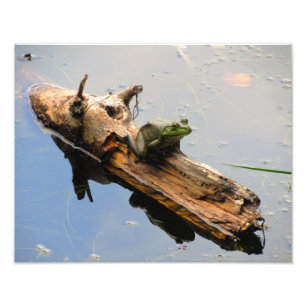 Frog On a Log Photo Print