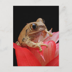 Frog on a red flower postcard