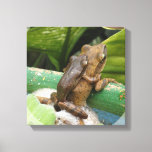 Frog On Back Canvas Print