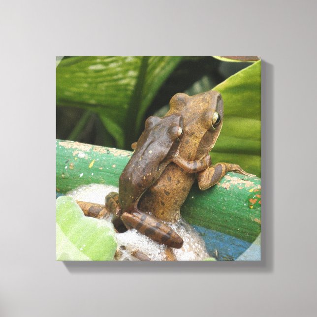 Frog On Back Canvas Print (Front)