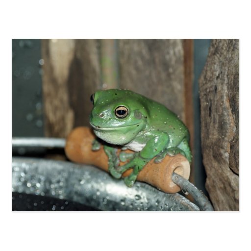 Frog on Bucket Postcard | Zazzle