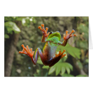 Frog on Glass Cards