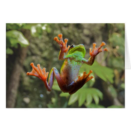 Frog on Glass Cards (Front Horizontal)