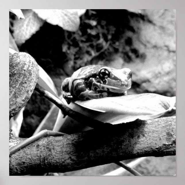 Frog On Leaf B+W Poster (Front)