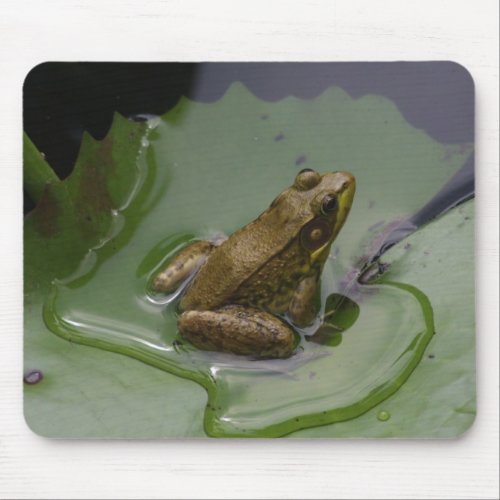 Frog on Lily Pad Mouse Pad