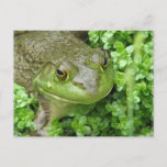 Frog on Marsh Postcard