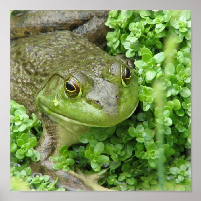 Frog on Marsh Print