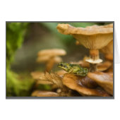 Frog on Mushrooms (Front Horizontal)