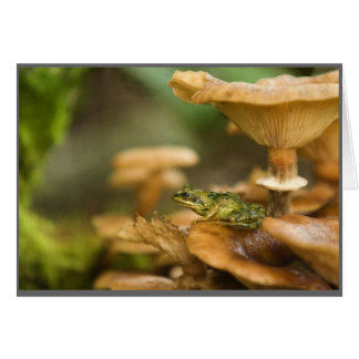 Frog on Mushrooms Cards