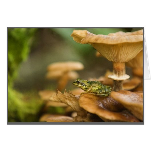 Frog on Mushrooms Cards (Front Horizontal)