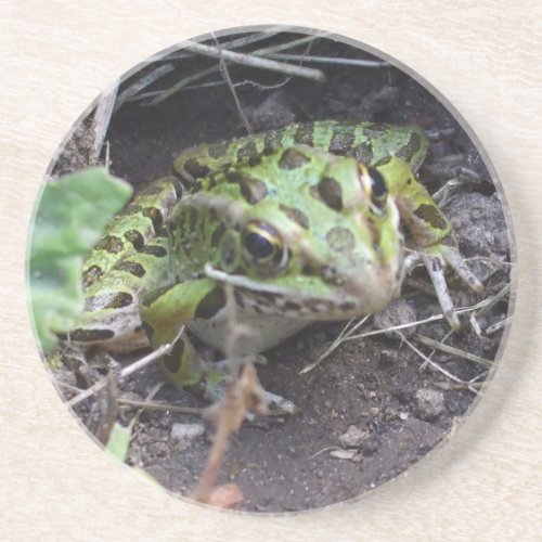 Frog Peeking out Coaster