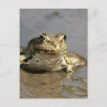 Frog Photograph Postcard