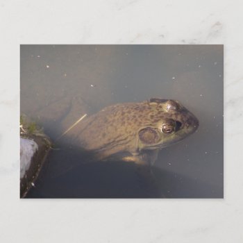 Frog Postcard by abadu44 at Zazzle