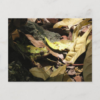 Frog Postcard