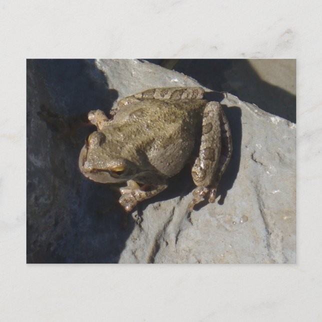 Frog postcard (Front)