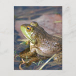 Frog Postcard