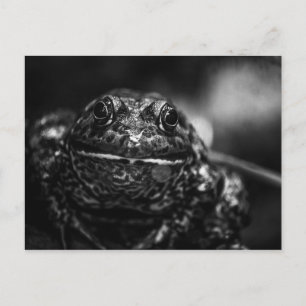 Frog Postcard